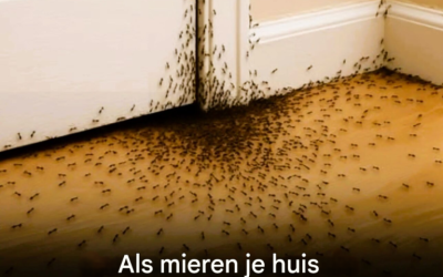 Wanneer mieren je huis binnendringen, is dit wat het universum je probeert te vertellen
