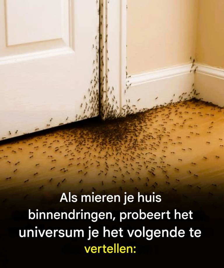 Wanneer mieren je huis binnendringen, is dit wat het universum je probeert te vertellen